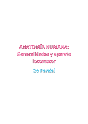 2o-Parcial-Anatomia-Humana.pdf