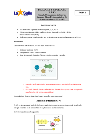 Ficha-4-Acidos-nucleicos.pdf