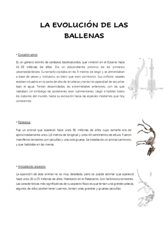 EVOLUCION-DE-LAS-BALLENAS.pdf