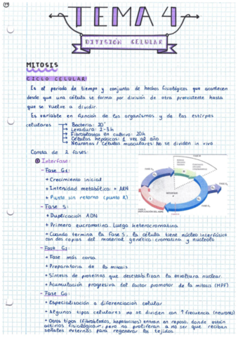 TEMA-4. División celular