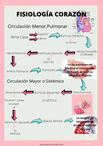 FISIOLOGIA-CORAZON-1.pdf