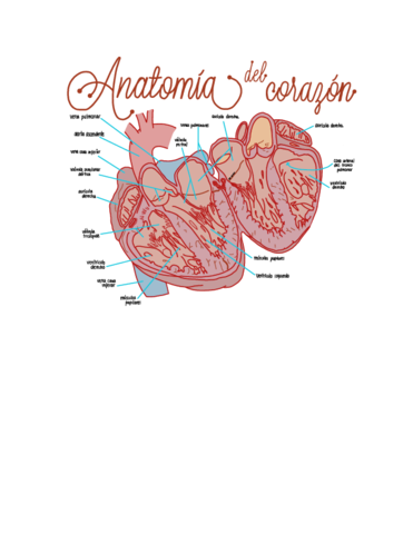 Anatomia-del-corazon-.pdf