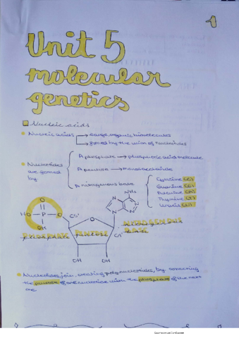 BIOLOGY-UNIT-5-MOLECULAR-GENETICS-GENETICA-MOLECULAR-ESQUEMA-Y-APUNTES.pdf