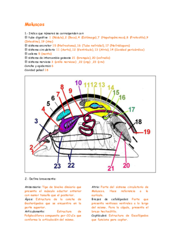 Moluscos.pdf