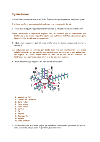 Equinodermos.pdf