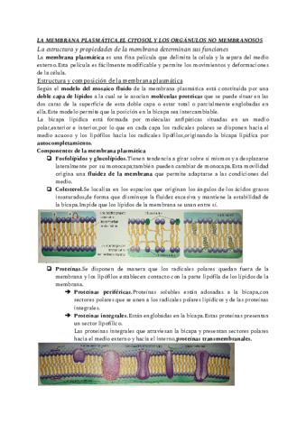 LA-MEMBRANA-PLASMATICAEL-CITOSOL-Y-LOS-ORGANULOS-NO-MEMBRANOSOS.pdf