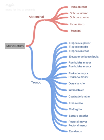 Musculatura-tronco-y-abdominal.pdf