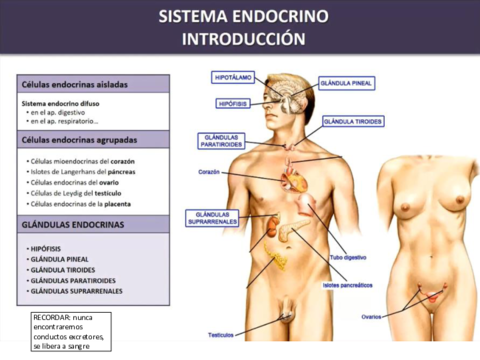 endocrino.pdf