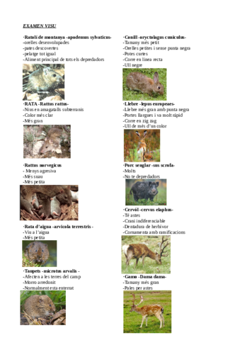 visuzoologia.pdf