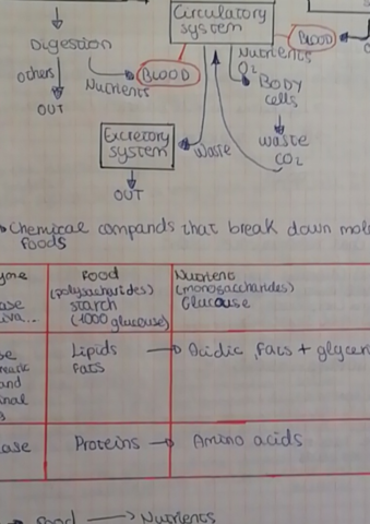 Digestiveandrespiratory-system-3ESO.pdf