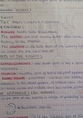 Excretory-system-3ESO.pdf