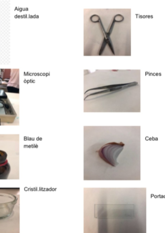 Practica-biologia-cebolla-3-ESO.pdf