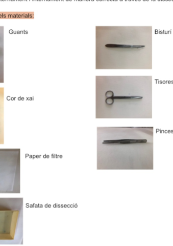 Practica-corazon-biologia-3-ESO.pdf