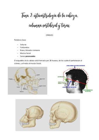 Tema-2-Anat-G.pdf