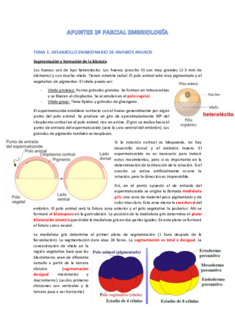 Apuntes-2o-parcial-embriologia.pdf