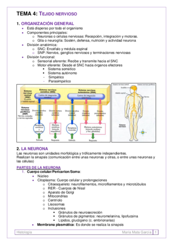 TEMA-4. Tejido nervioso