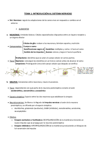 Sistema-nervioso-organos-de-los-sentidos-y-tegumento-comun-de-los-animales-domesticos.pdf