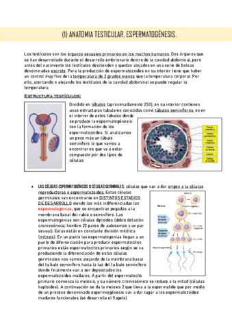 espermatogenesis.pdf