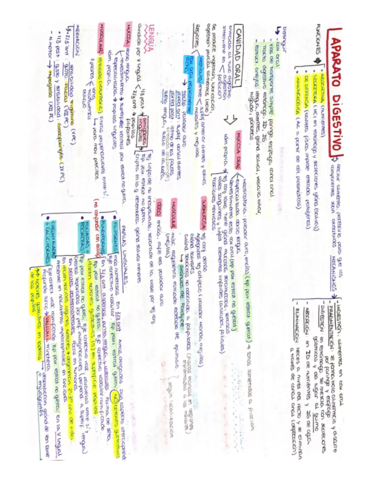 Aparato-digestivo.pdf