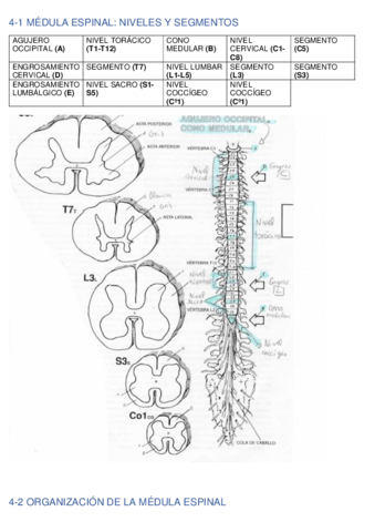 LAMINAS-NEURO-segundo-parcial.pdf