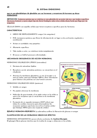 EL-SISTEMA-ENDOCRINO.pdf