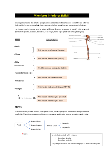 Anatomia-Miembros-Inferiores.pdf