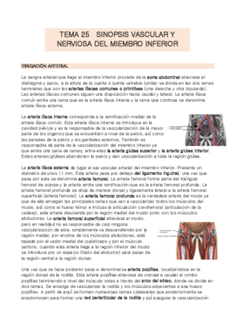 TEMA-25-anatomia.pdf
