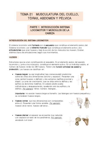 TEMA-21-anatomia.pdf