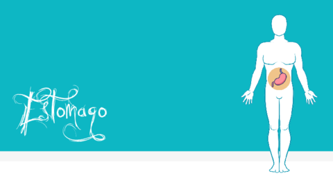 Estomago.pdf