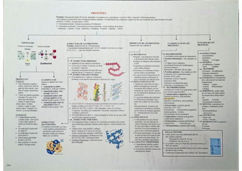 esquema-proteines-1.pdf