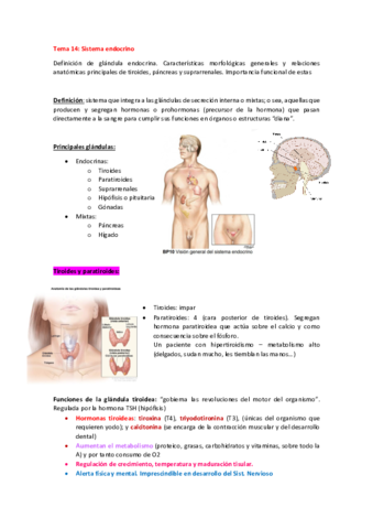 TEMA-14-sistema-endocrino.pdf
