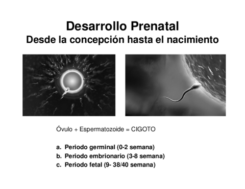 DesarrolloPrenatal.pdf