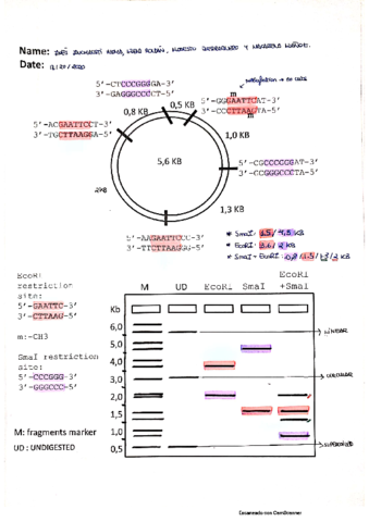 EJERCICIOS-PRIMER-PARCIAL.pdf