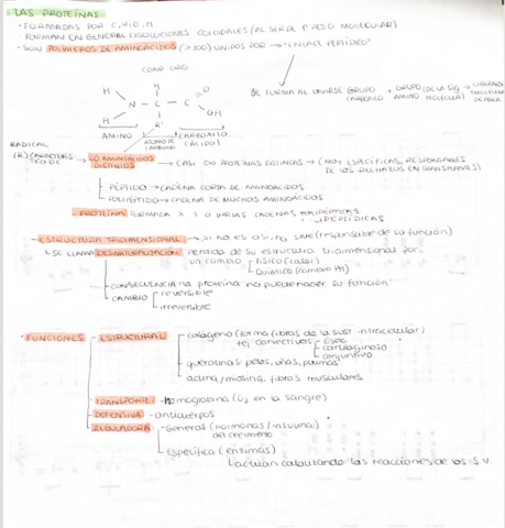 biomoleculas-organicas-ll.png