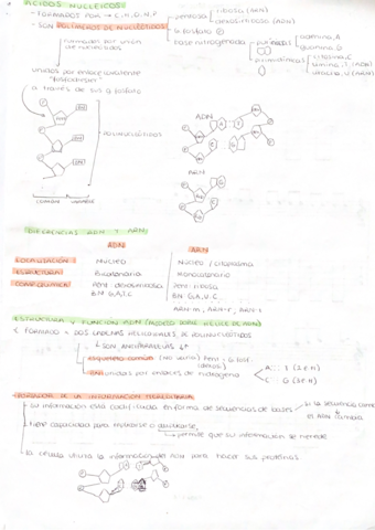acidos-nucleicos-ADN-y-ARN.png