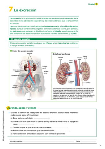 07-El-aparato-excretor.pdf