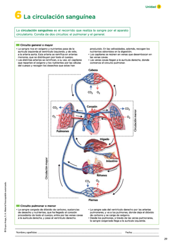 06-La-circulacion-sanguinea.pdf