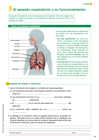 03-El-aparato-respiratorio.pdf