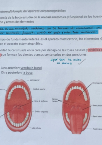 Tema-5-Anatomia-y-patologia-dental.pdf