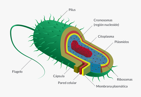 celula-procariota.jpg