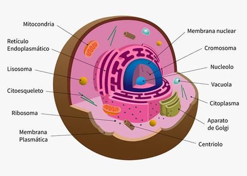 celula-eucariota.jpg