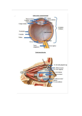 practicas-completas-anatomia.pdf