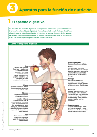 4-Fichas-El-aparato-digestivo.pdf