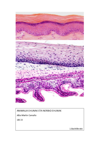 Animalia-Ehunak-eta-Nerbio-Ehunak.pdf