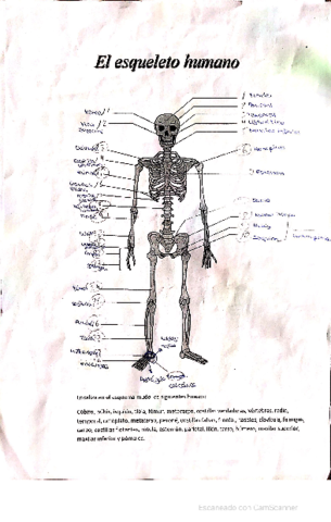 huesos-anatomia.pdf