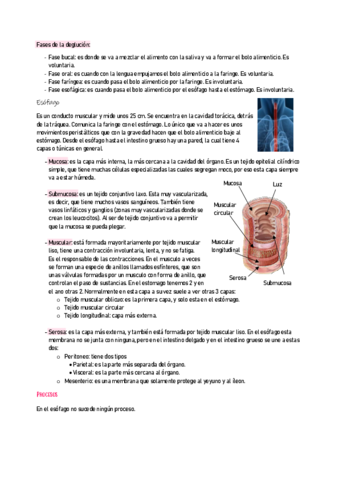 ANATOMIA2-10.pdf
