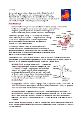 ANATOMIA2-11.pdf