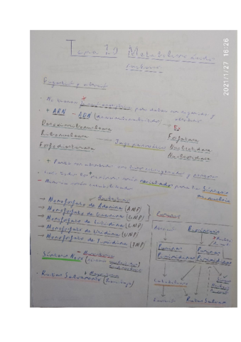 Apuntes-Tema-20-Metabolismo-de-Nucleotidos-2020-2021.pdf