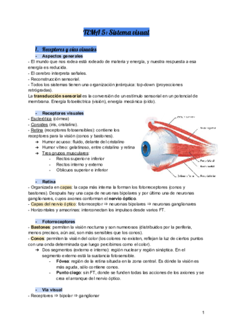 TEMA-5-Sistema-visual.pdf