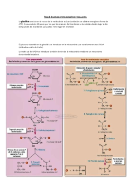 Tema 6. Glucólisis.pdf